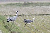 Hooded crane and Common crane in a field Japan