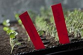 Poppy and Hollyhock seedlings in tray in the spring France 