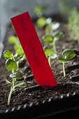 Hollyhock seedlings in tray in the spring France 