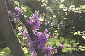 Flowers of Judas tree on the branches in the spring France