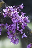 Cauliflorous flowers of a judas tree in the spring France