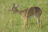 Oribi vegetation marking with preorbital glands Uganda
