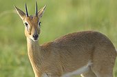 Oribi in the Murchison Falls NP in Uganda