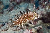 Young Clown wrasse swimming Tuamotu