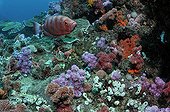 Paeony bulleye on reef Indian Ocean South Africa