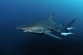 Requin bordé et Rémoras Océan Indien Afrique du Sud