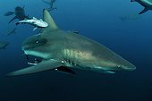 Requin bordé et Rémora Océan Indien Afrique du Sud
