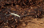 Diploure sous l'écorce d'un conifère mort en forêt Vosges