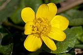 Flower of fig buttercup Provence France