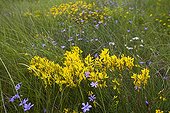 Dyer's Broom and Aphyllanthes in bloom Provence France
