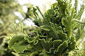 End of a branch of Japanese Cedar France ; Leaf development