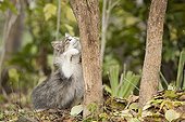 Cat itching a trunk France