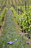 A mix of vineyards and green manure in a vineyard France