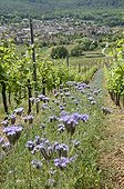 A mix of vineyards and green manure in a vineyard France