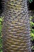 Spines of an halfmen in a garden in Canary Islands