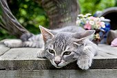 Kitten lying on a wooden table near a basket Oberbruck