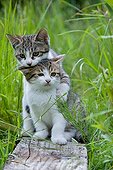 Kittens playing in grass Oberbruck France