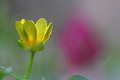 False buttercups in bloom in winter Provence France