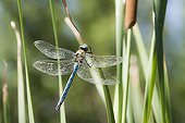Emperor Dragonfly on a leaf of Cattail in a pool France