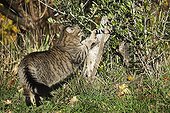 Domestic cat is doing in a garden claws France