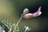 Inflated milk-vetch in bloom