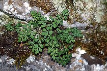 Wall rue