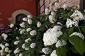 Massif of Hydrangeas in town in the Dombes Ain France