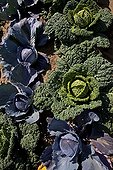 Field of cabbages in the Ain France