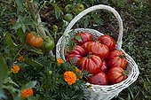 Harvest of tomatoes 'Coeur de boeuf' in a kitchen garden