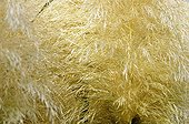 Duster of the Pampas Grass France