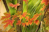 Foliage of Red maple in autumn in Bourgogne France