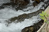 Crocodile du Nil à l'affût sous une cascade Amboseli Kenya