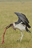 Marabou Stork and esophagus Zebra Masai Mara Kenya