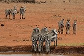Burchell's zebras drinking at waterhole Tsavo Kenya ; Grand Prix of the International Festival of Montier en Der in 2007