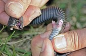 Organe sexuel d'une Vipère peliade mâle avec les hémipénis en érection