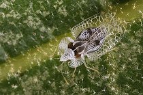 Lace Bug on a leaf