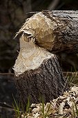 Tree felled by a beaver Quebec Canada 