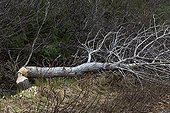 Tree felled by a beaver Quebec Canada 