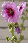 Hollyhock flowerspink Provence France