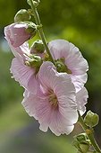 Hollyhock flowerspink Provence France