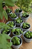 Sowing of large leaf basil