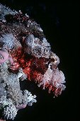 Camouflaged Tassled Scorpionfish on coral reef Egypt