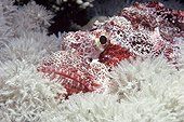 Tassled Scorpionfish camouflaged amongst soft corals Egypt