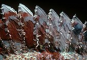 Dorsal spines of Tassled Scorpionfish Red Sea Egypt