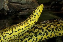 anaconda jaune eunectes notaeus prise de vue mi-eau mi-air