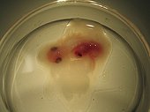 Embryo in an egg frozen Emperor Penguin Adelie Land 