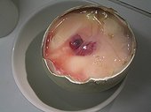 Embryo in an egg frozen Emperor Penguin Adelie Land 