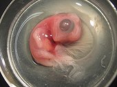 Embryo in an egg frozen Emperor Penguin Adelie Land 