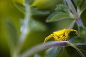 Araignée crabe à l'affût dans le feuillage dans le Luberon