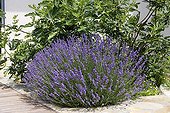 Lavender in bloom on a terrace in the spring